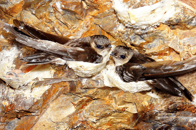 Witness swallows and their nests