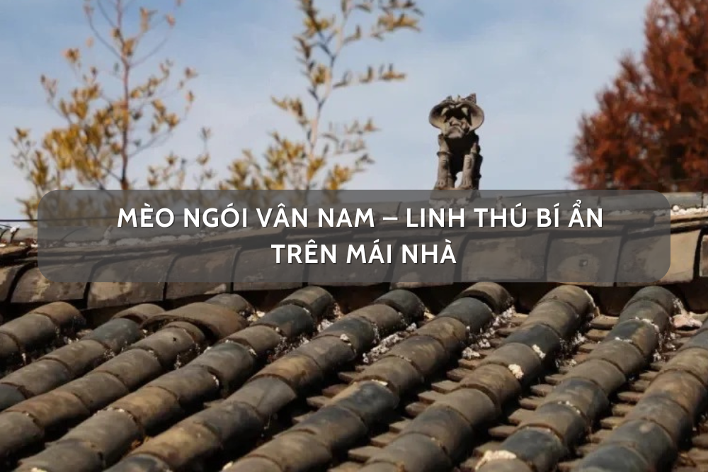 Mèo ngói Vân Nam – Linh Thú Bí Ẩn Trên Mái Nhà