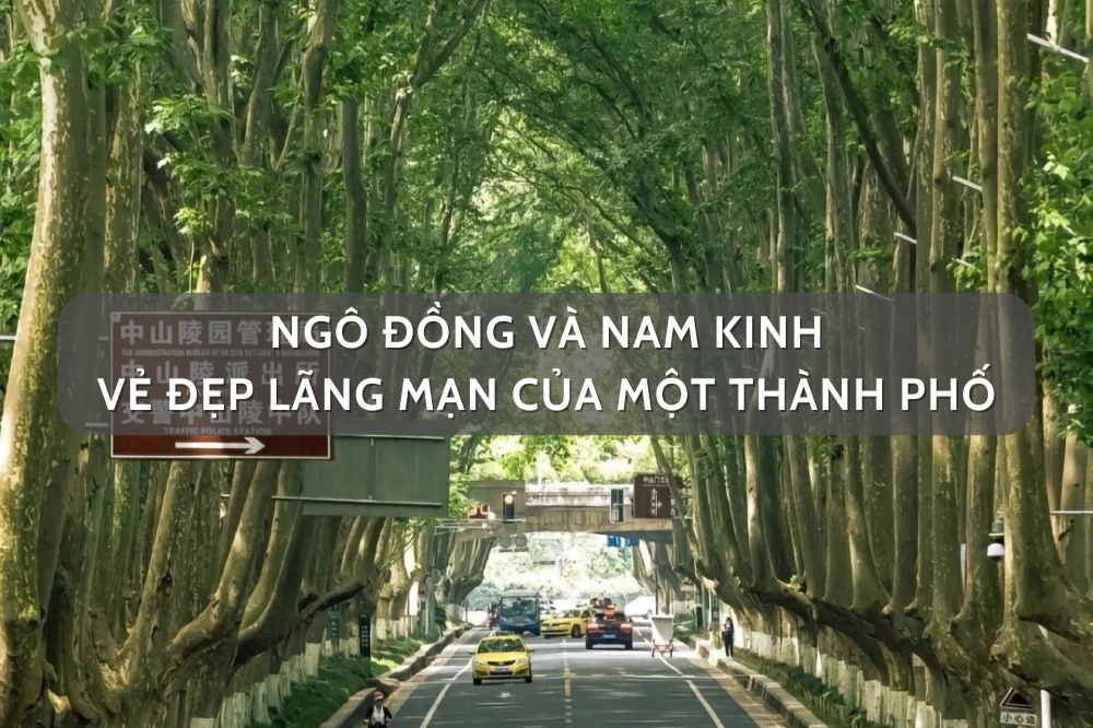 Ngô đồng và Nam Kinh – vẻ đẹp lãng mạn của một thành phố