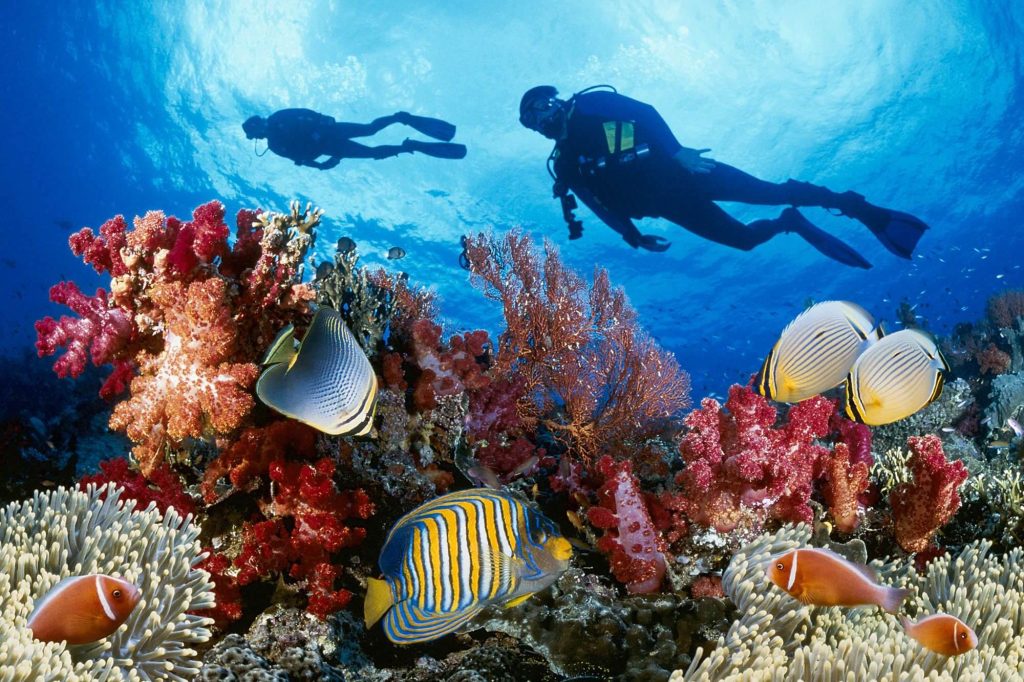 Plunge into a world of vibrant coral reefs and playful marine life