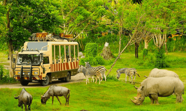Embark on a safari adventure at Vinpearl
