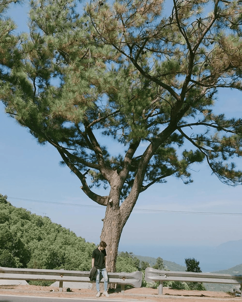 The "Lonely Tree" - A signature stop on Hai Van Pass