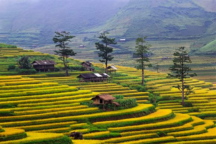 Terraced Fields - A Majestic Natural Painting
