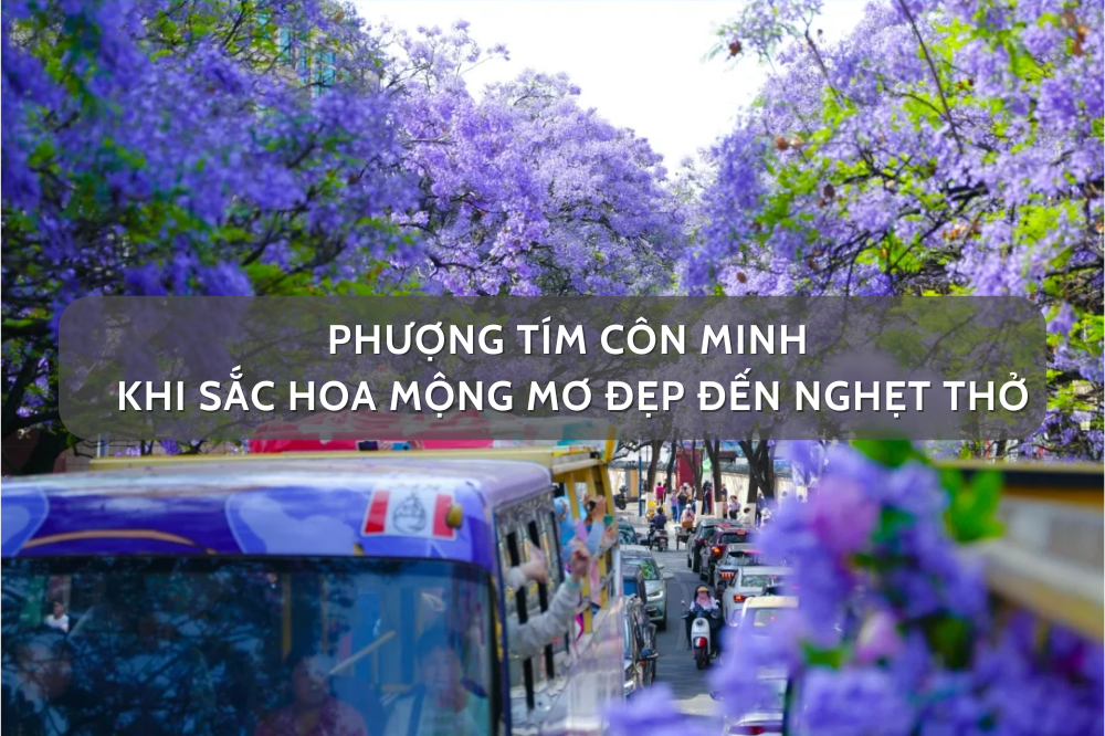 Phượng Tím Côn Minh – Khi Sắc Hoa Mộng Mơ Đẹp Đến Nghẹt Thở