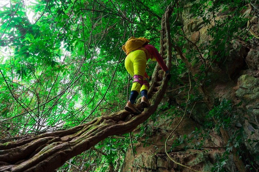 Trek through the lush, primeval forest