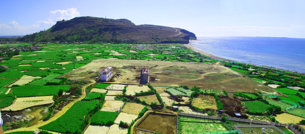 Ly Son’s lush garlic fields - A singular treasure defining the island’s essence