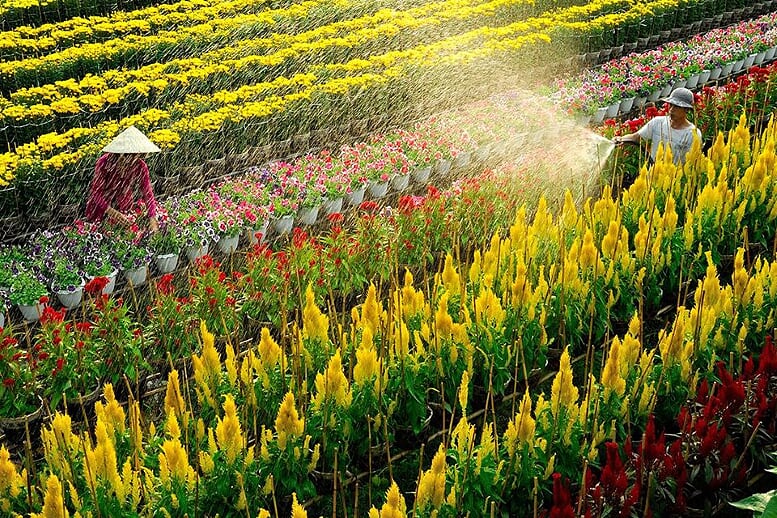 Explore the Sa Dec Flower Village