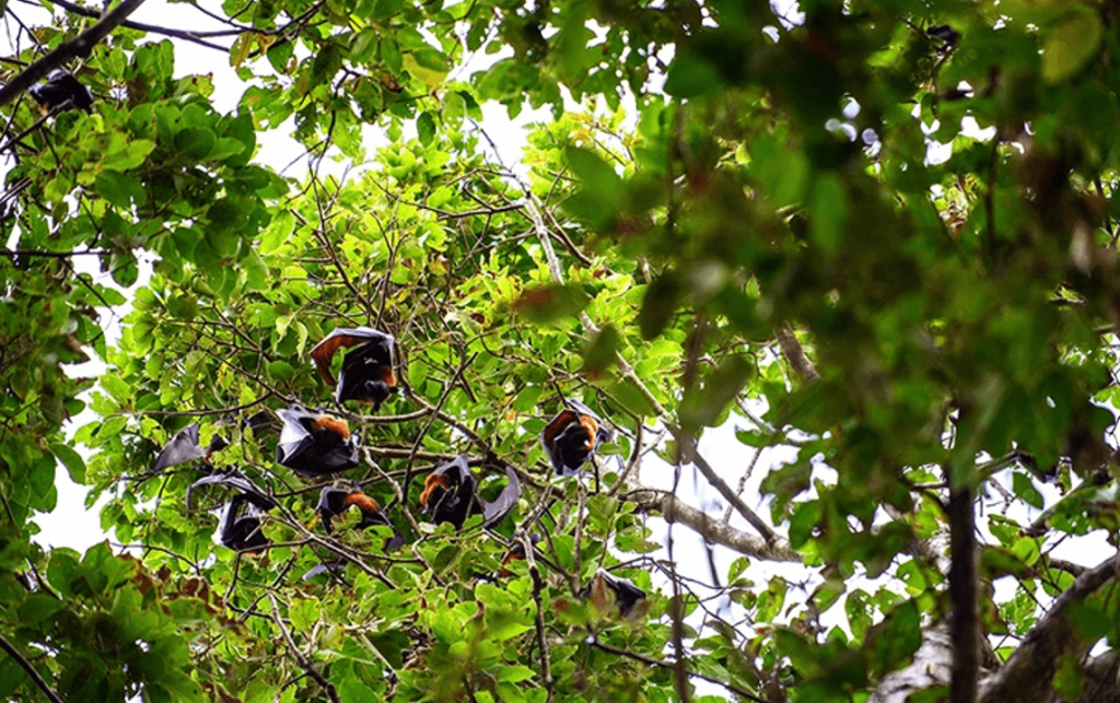 Thousands of giant bats hanging from the surrounding resin trees