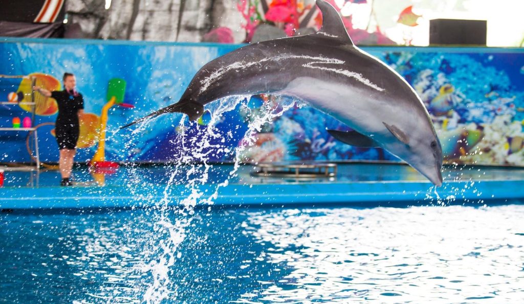 Dolphins showcasing impressive tricks in a fun and captivating show