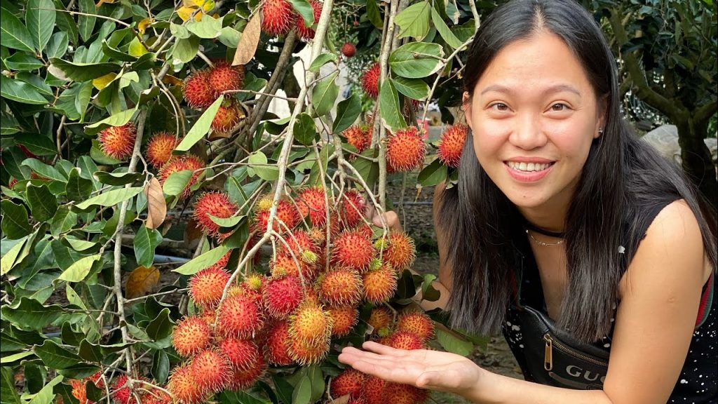 Tien Giang fruit gardens - A paradise for tropical flavors