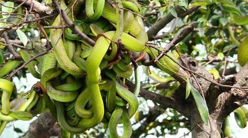 Dive into an adventurous visit to Dong Tam Snake Farm